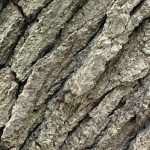 close up of oak tree bark