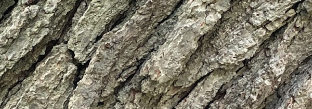 close up of oak tree bark